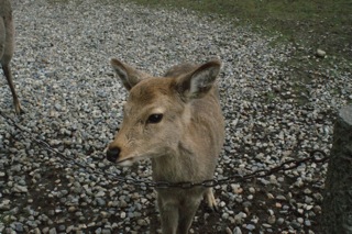 かわいい鹿